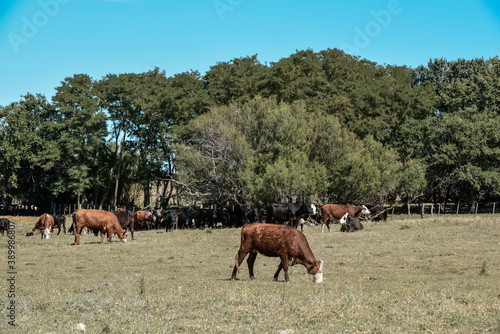 Agricultural production in the Pampas Humeda, Buenos Aires province, Argentina