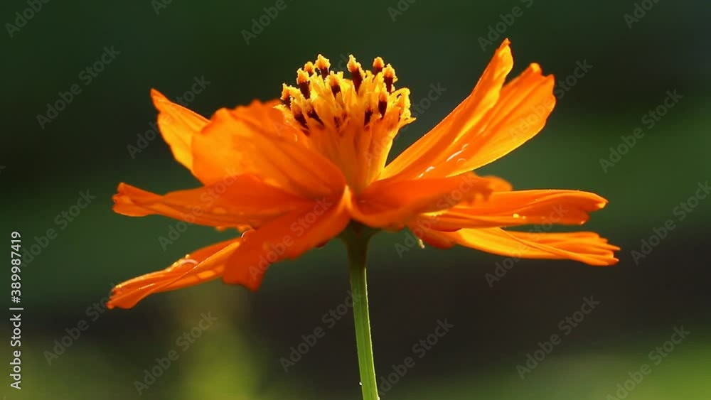 Cosmos flowers with sunlight in the field , Chiangmai province countryside Thailand. Cosmos flowers with sunlight in the field , Chiangmai province countryside Thailand.