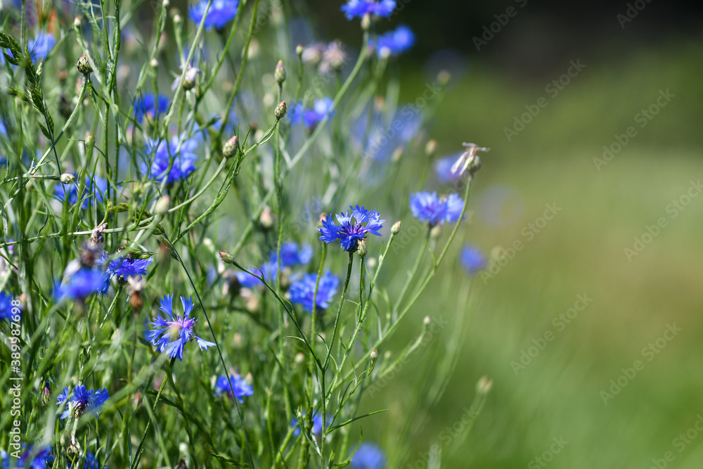 Detail of summer meadow with red poppies, blue cornflowers and cerels. selective focus. Low DOF Detail of summer meadow with red poppies, blue cornflowers and cerels. selective focus. Low DOF