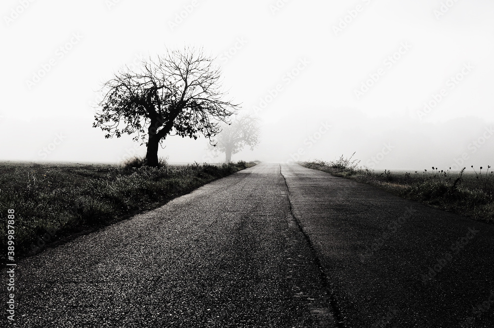 road in the mist