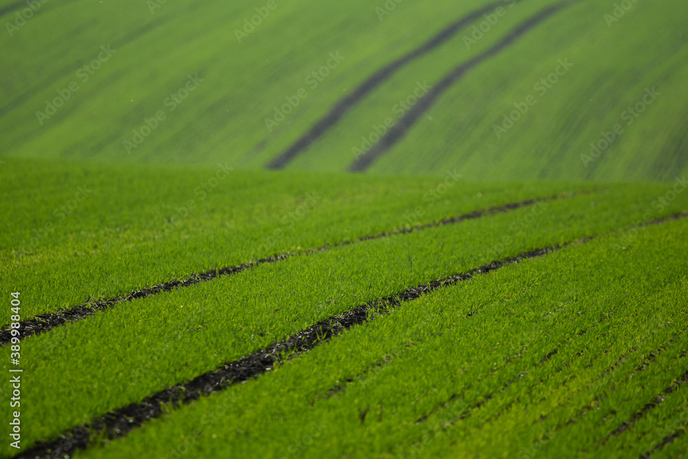 The green fields of young wheat in the field