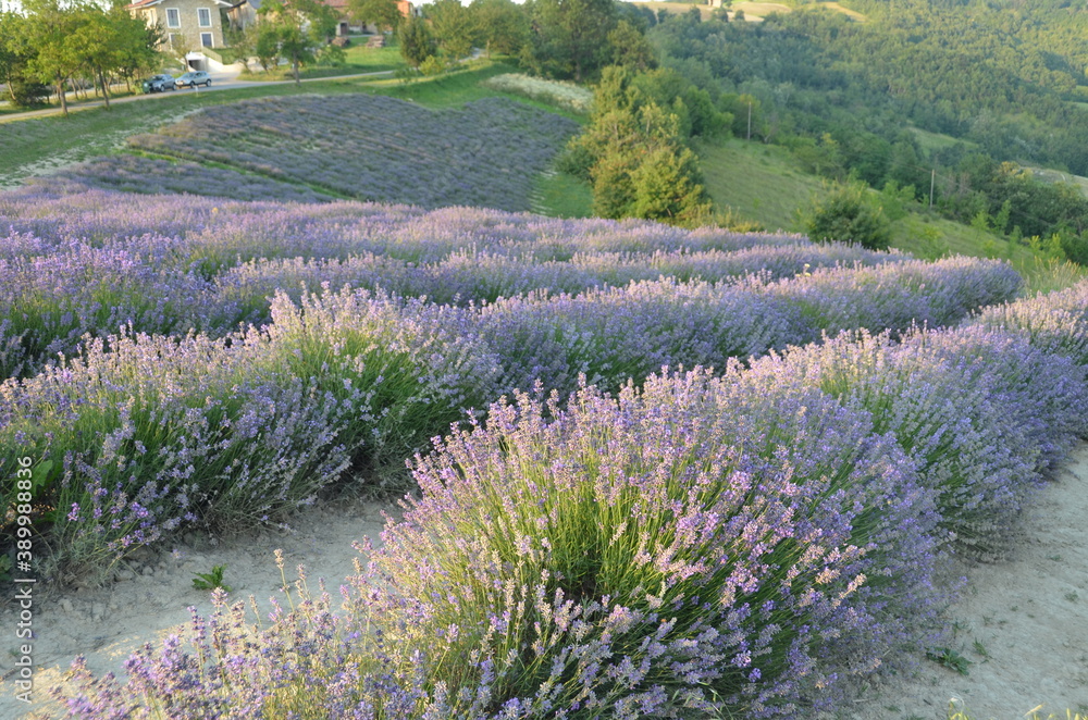 Fototapeta premium Campi di lavanda