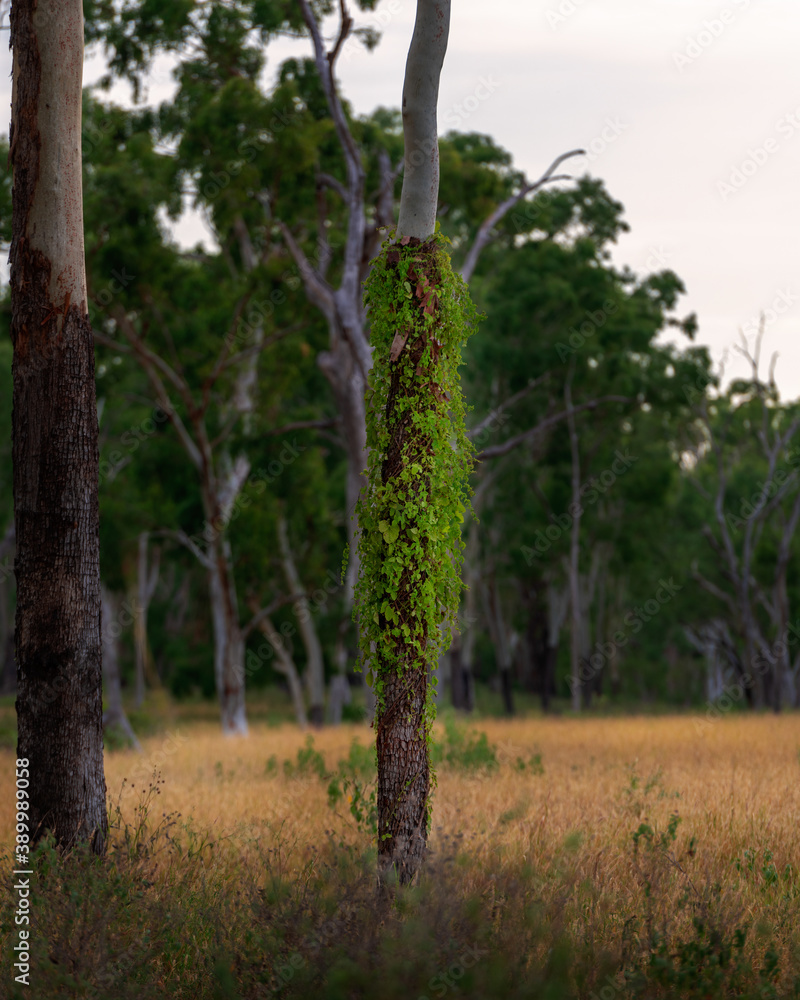 Fototapeta premium Eucalyptus tree trunk with vine growing on it