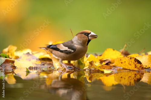 Hawfinch came to the watering place. Birds near the water. Hawfinch during the autumn time in the forest. European nature. 