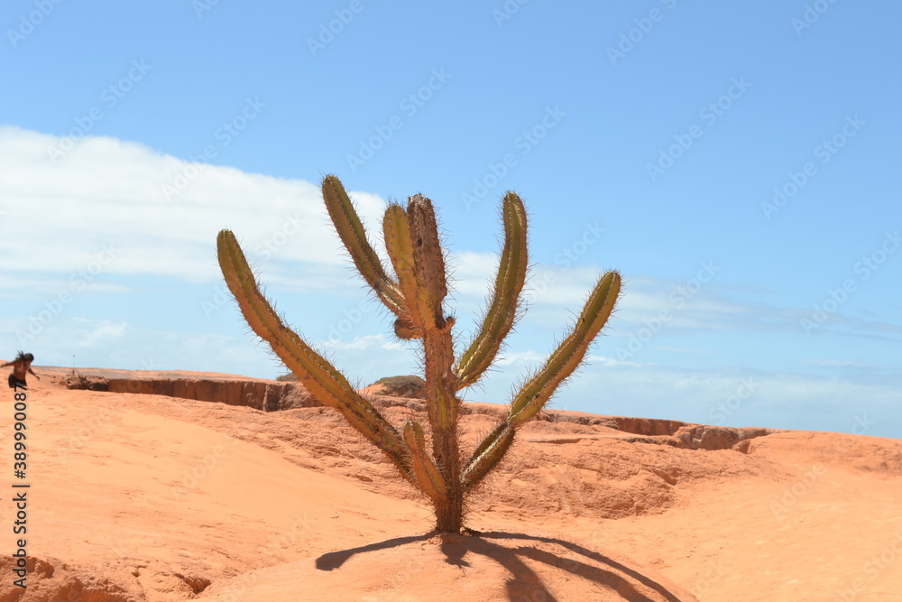 
Beach landscape in Morro Branco, Ceará, Brazil