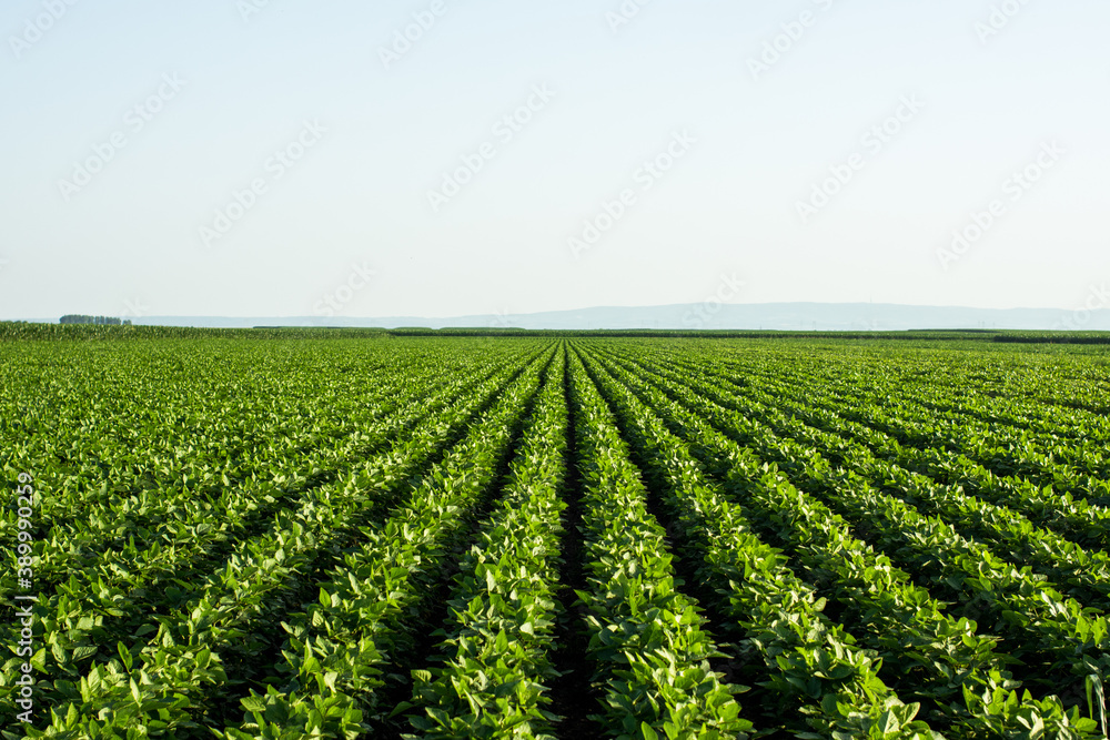 Green soybean field in Vojvodina,Serbia. Agricultural landscape.