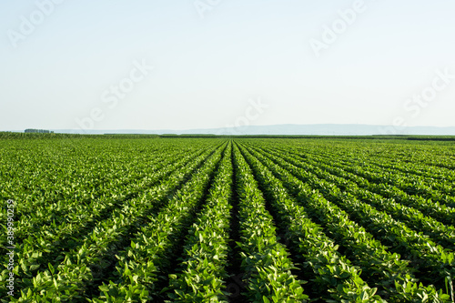 Green soybean field in Vojvodina Serbia. Agricultural landscape.