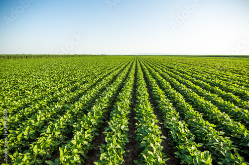 Green soybean field in Vojvodina Serbia. Agricultural landscape.