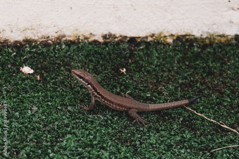 Naklejka premium Cute little lizard sitting on green grass golf course. Wildlife in natural environment. Exotic reptile in outdoor field ground or meadow. Beautiful skin texture with detail and black tail, side view.