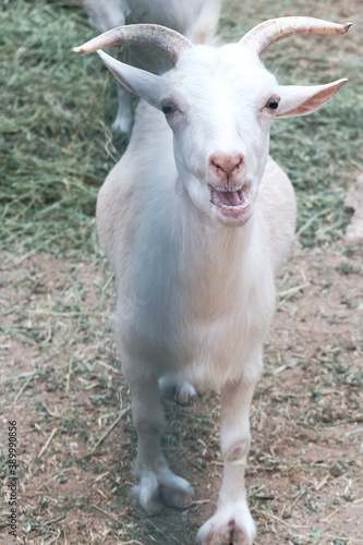 Funny white curious goat bleating behind a fence in a zoo or on a farm. Breeding livestock for milk and cheese. Domestic animals held captive in a barn. Young goats in a rural countryside.