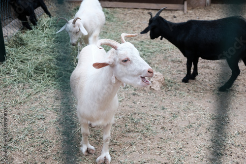 White curious goat bleating behind a fence in a zoo or on a farm. Breeding livestock for milk and cheese. Domestic animals held captive in a barn. Young goats in a rural countryside environment.