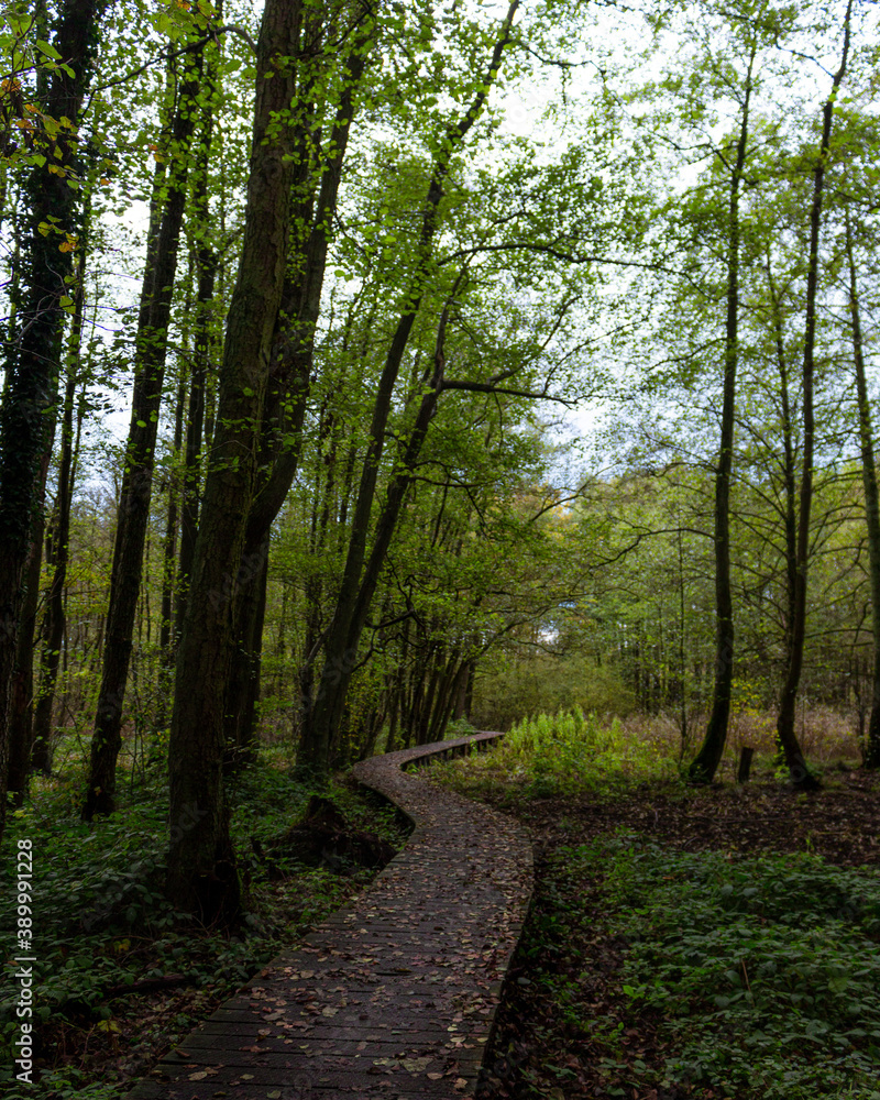 path in the forest path in the forest