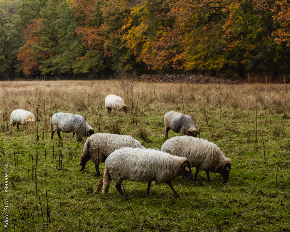 Eine Herde Schafe auf einem freien Waldstück im Herbst Eine Herde Schafe auf einem freien Waldstück im Herbst