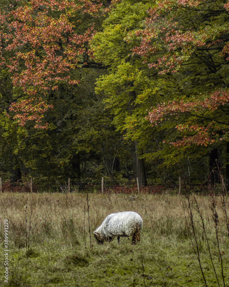 Ein Schaf auf einem freien Waldstück im Herbst Ein Schaf auf einem freien Waldstück im Herbst