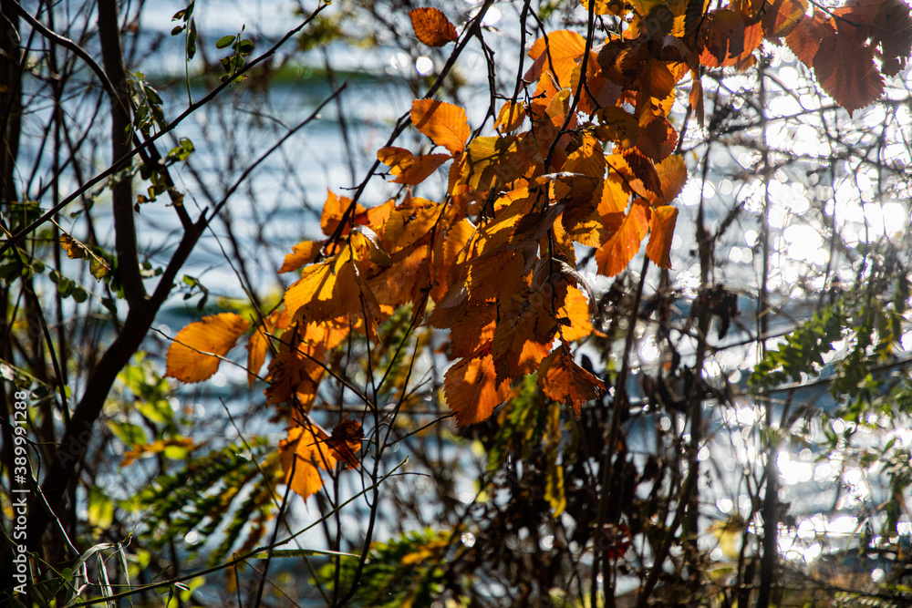 Yellow leaves illuminated by sunbeams on a background of water. Fall.