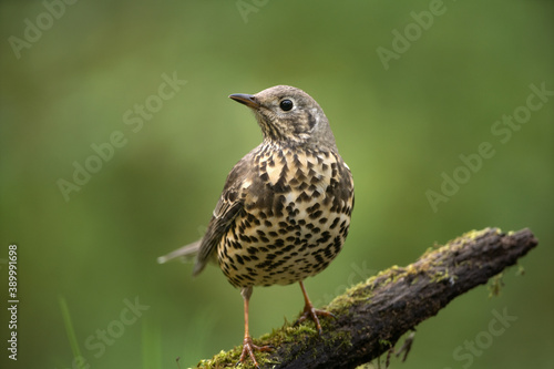 Fieldfare in the forest. Songbird on the branch. European wildlife. 