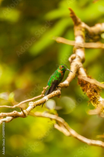 Costa Rica, home of the only backwards flying bird. This little artist loves sweets and is called the hummingbird 