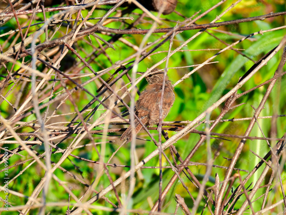 A House Wren Bird Looks to be Molting Feathers Perched in Forest Brush of Branches with Green Foliage in the Background