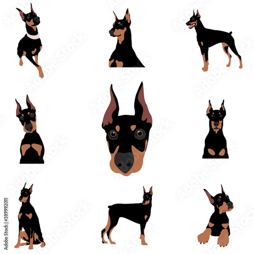 Vector image. The illustration shows different dogs in different breeds are hand-drawn. Suitable for coloring pages, pet shop or pet lovers.