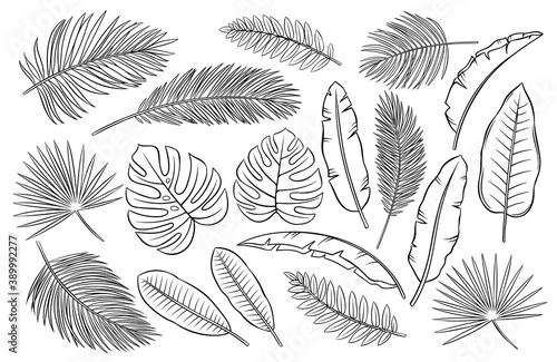 Set of black and white tropical leaves and feathers set on white background, vector sketch outline illustration