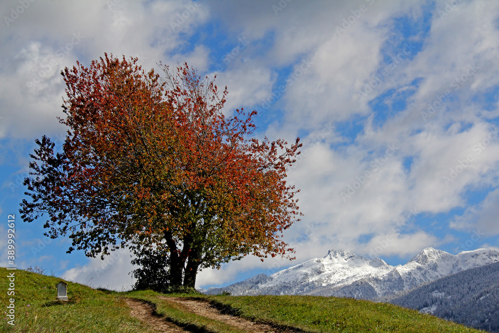 colori d'autunno; ciliegi selvatici e neve sul Lagorai; Val di Fiemme, Trentino