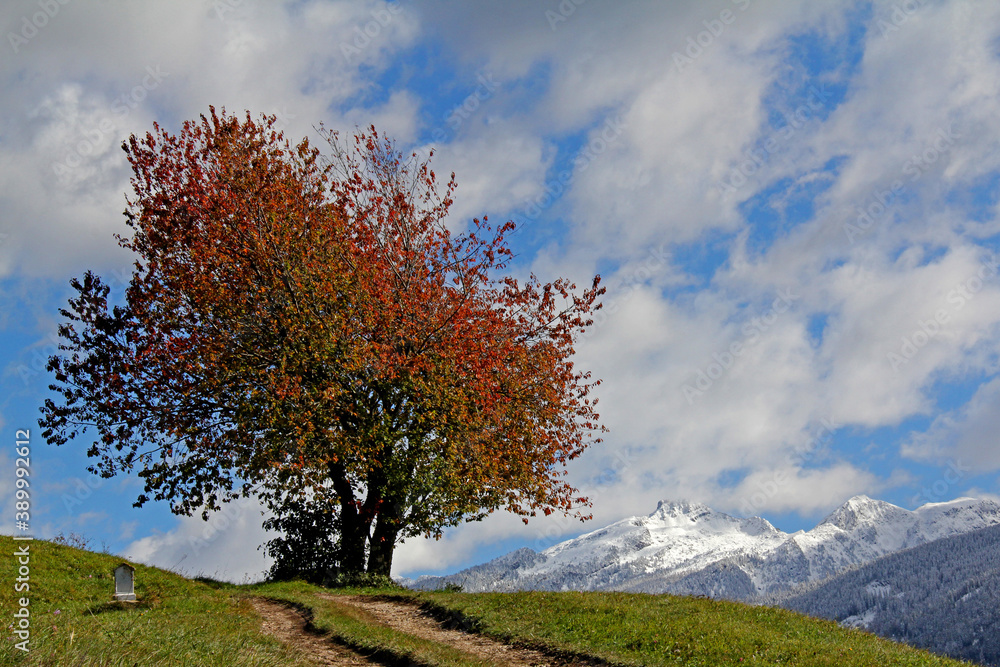 colori d'autunno; ciliegi selvatici e neve sul Lagorai; Val di Fiemme, Trentino colori d'autunno; ciliegi selvatici e neve sul Lagorai; Val di Fiemme, Trentino