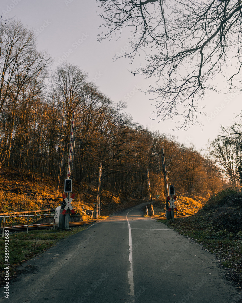 Fototapeta premium road in autumn forest