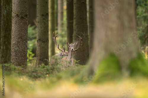Fallow deer observe territory during the rut. Deer standing in the wood. European nature. Wildlife animals in the autumn season. 