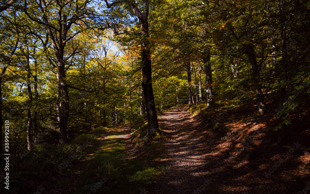Obraz premium forest in autumn