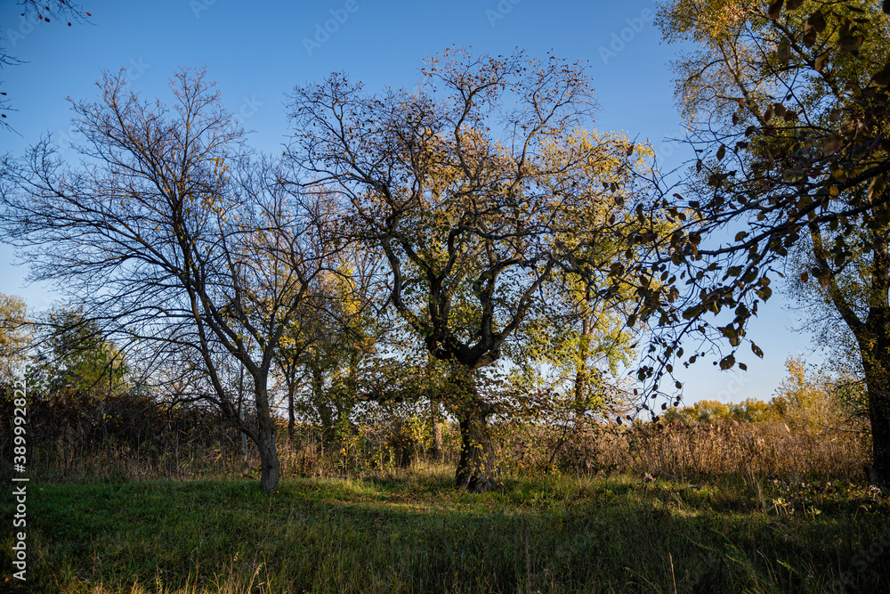 Autumn landscape in a park area on a sunny day.