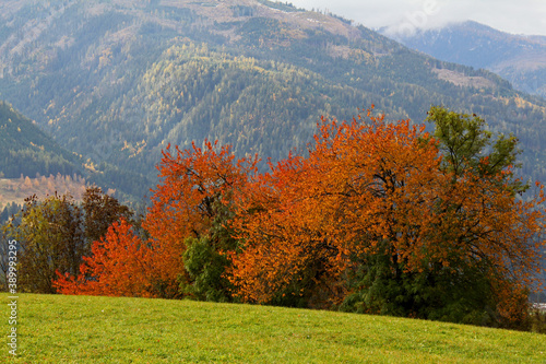 colori d'autunno; ciliegi selvatici in Val di Fiemme, Trentino