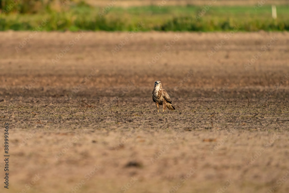 Buzzard bird of prey sits in a pasture in brown sand, buteo buteo. In side view Buzzard bird of prey sits in a pasture in brown sand, buteo buteo. In side view