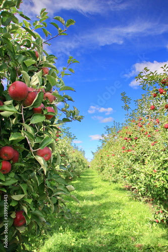 Apple orchard