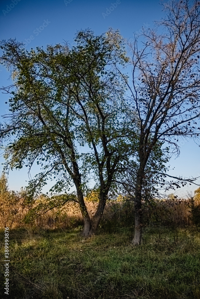Obraz premium Autumn landscape in a park area on a sunny day.