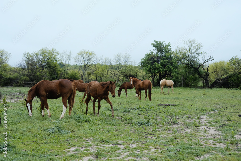 Obraz premium Herd of young horses on rainy overcast spring day.