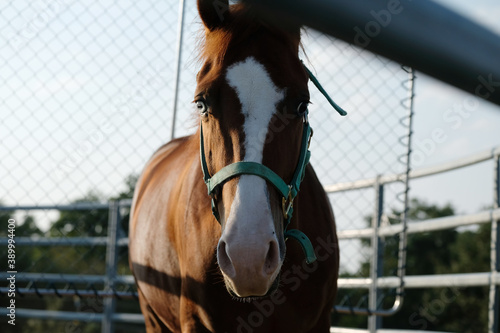 Konstfotografi Quarter horse with halter on and blue eye on walker for exercise close up