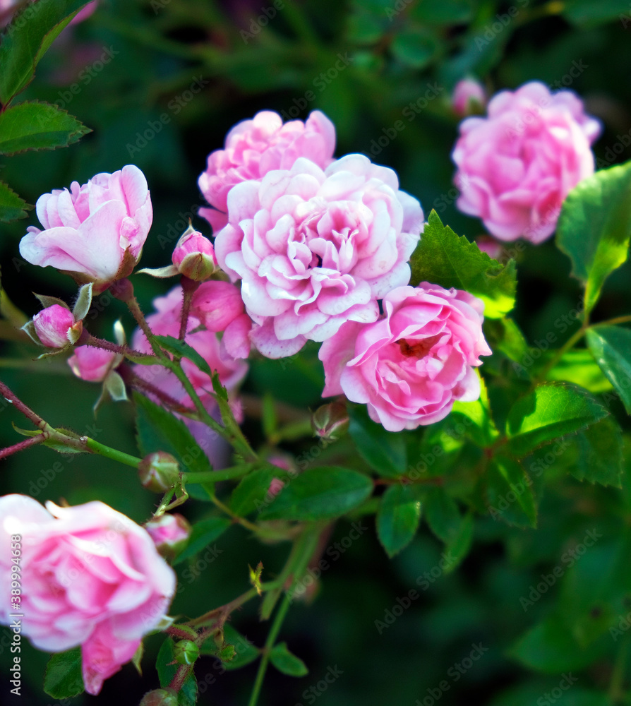 bush wild delicate pink roses. plant background bush wild delicate pink roses. plant background
