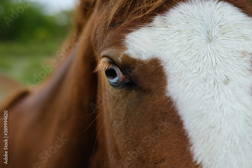 Blue eye of horse close up, equine sight and vision concept.