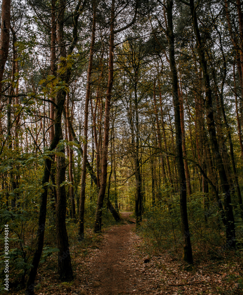 Fototapeta premium path in the forest