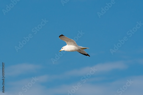 Ring-billed Gull flying above reservoir at Hiwassee Wildlife Sanctuary in Birchwood Tennessee.