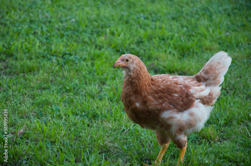 chicken on the grass © MariaRaquel