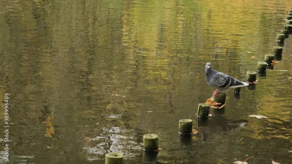 duck in the water duck in the water