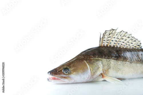 Fototapeta Naklejka Na Ścianę i Meble -  raw fish pike perch is on white background