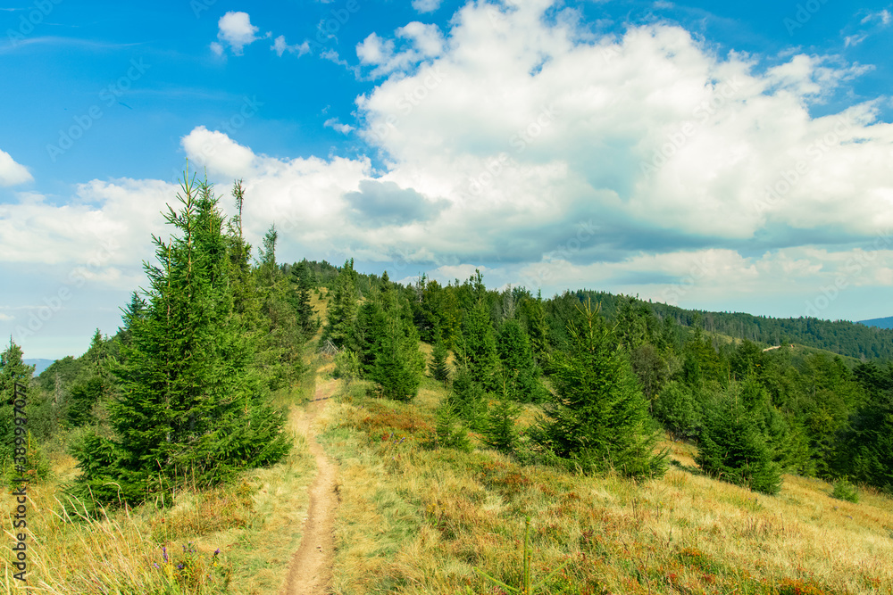 highland landscape pine forest mountain ridge with dirt lonely trail touristic route along wilderness environment space in clear weather day