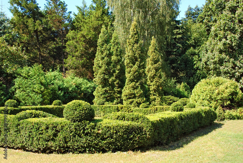 Clipped Buxus and fir tree