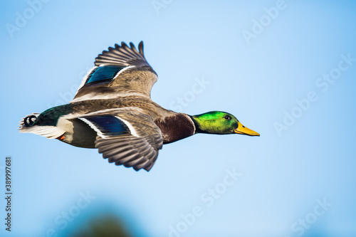Beautiful Iridescent Green and Blue Feathers Glow in Bird In Flight Mallard Duck Image
