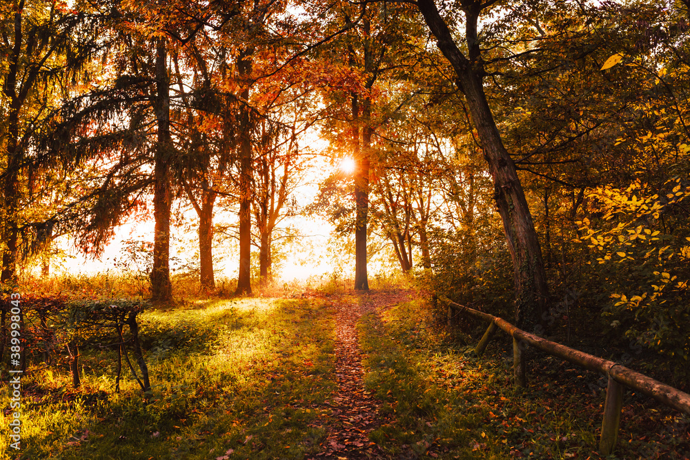 Obraz premium Monza park landscape in autumn