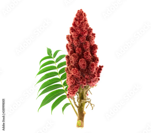 Sumac Drupe with Leaves. Culinary and Medicinal Spice. Isolated on White Background.