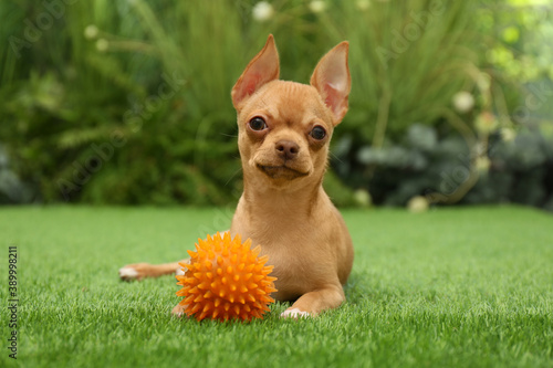 Cute Chihuahua puppy with toy on green grass outdoors. Baby animal