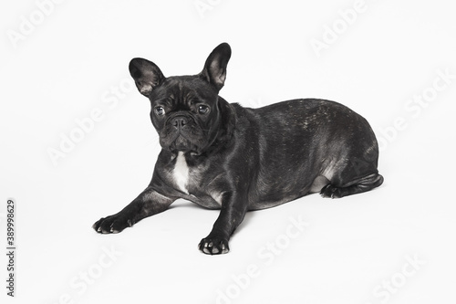 Fototapeta Naklejka Na Ścianę i Meble -  Dog, Pet, French Bulldog, Bulldog